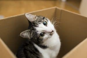 Tips for Settling Your Pet into Your New House