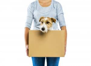 How to Prepare Your Pet for Moving House