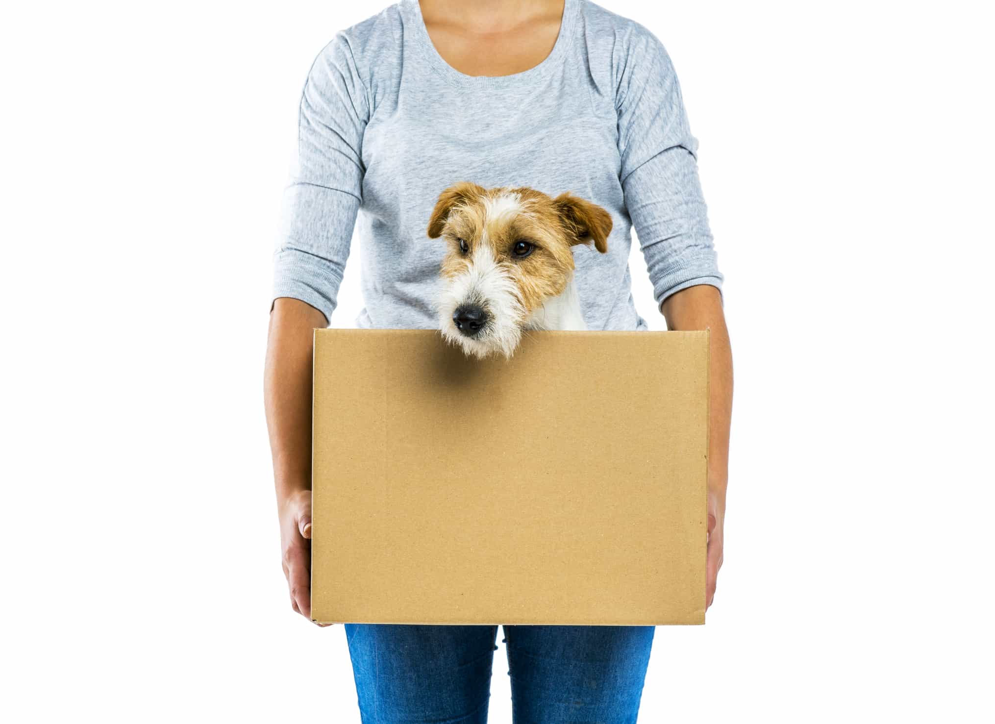 How To Prepare Your Pet For Moving House Optimove Furniture Removalists