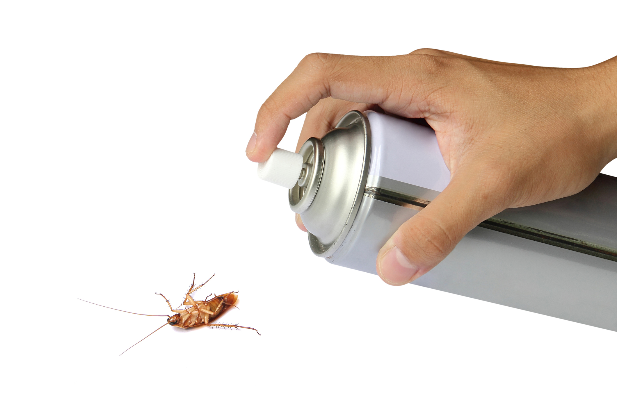 Реальное средство от тараканов в квартире